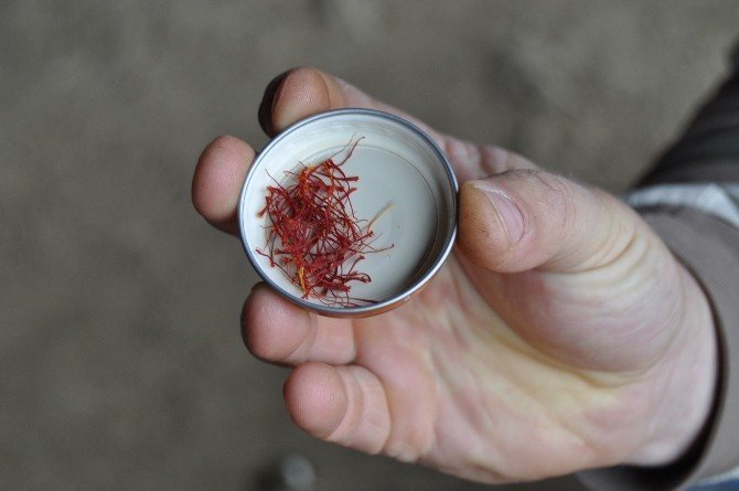 Safran'ın Kilosu 45 Bin Liradan Satılıyor