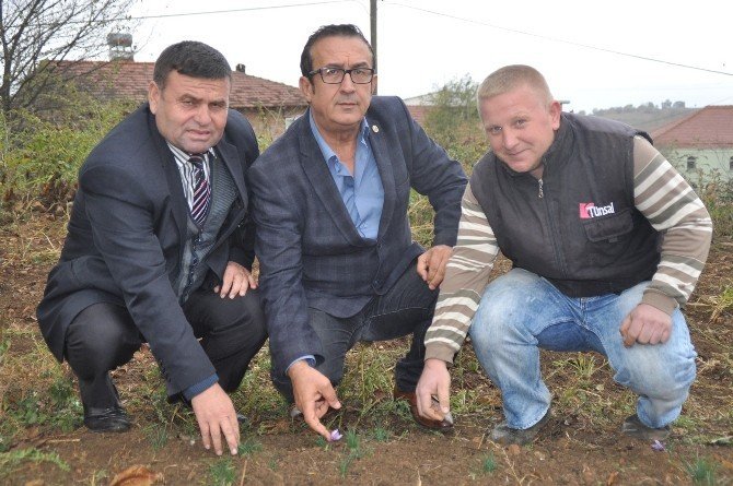 Safran'ın Kilosu 45 Bin Liradan Satılıyor