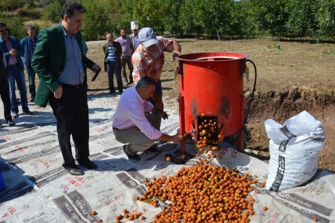 Niksar’da Ceviz Hasadı Etkinliği