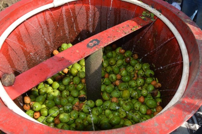 Niksar’da Ceviz Hasadı Etkinliği