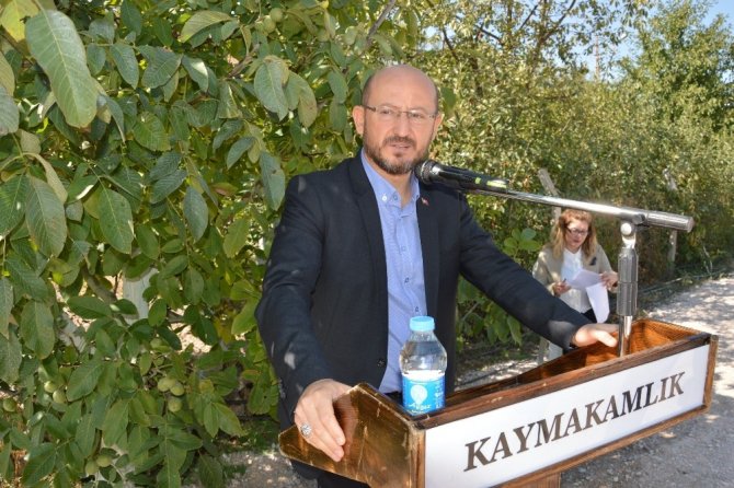 Niksar’da Ceviz Hasadı Etkinliği