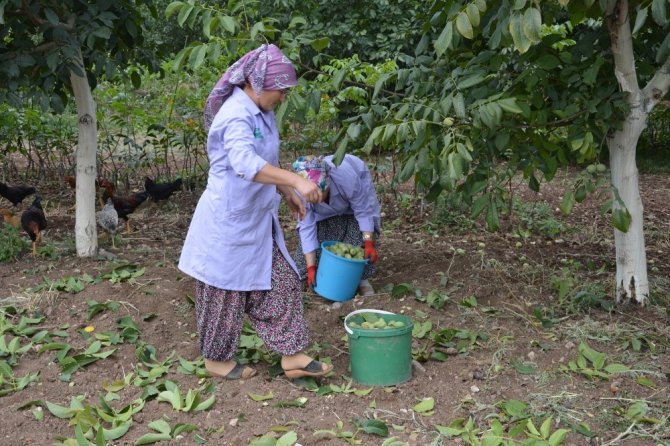 Niksar’da Ceviz Hasadı Etkinliği