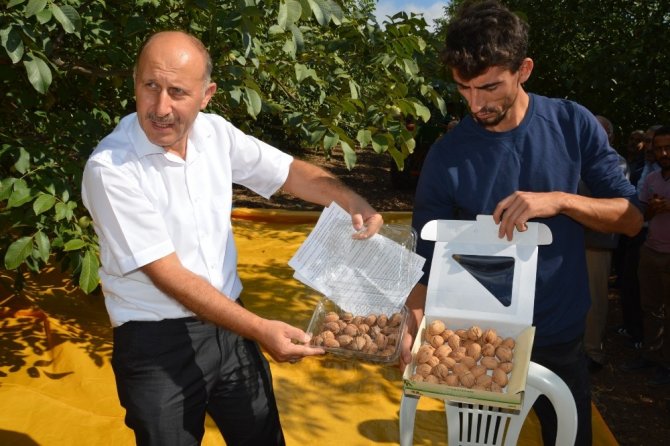 Niksar’da Ceviz Hasadı Etkinliği