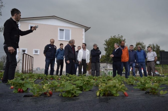 Vali Çınar, Çilek Bahçesini Gezdi