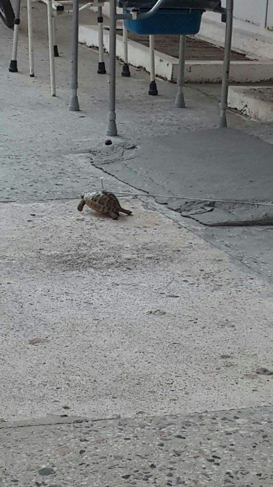 Kaplumbağanın Kabuğundan İple Bağlanması Tepki Çekti