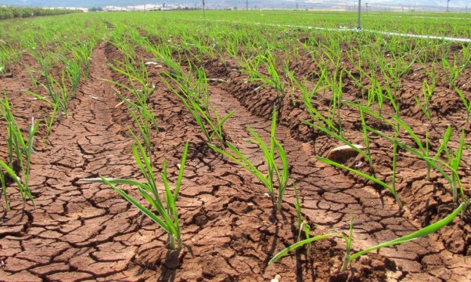 Sarımsakta Yaklaşan Hasat Zamanı Çiftçinin Umutlarını Da Yeşertiyor