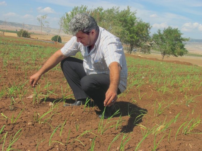 Sarımsakta Yaklaşan Hasat Zamanı Çiftçinin Umutlarını Da Yeşertiyor