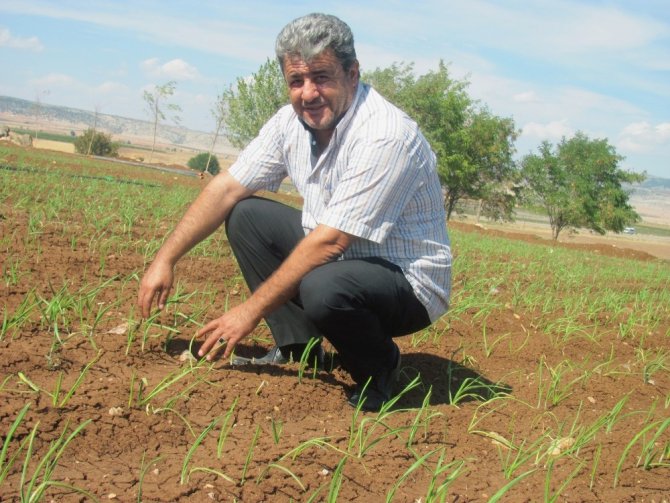 Sarımsakta Yaklaşan Hasat Zamanı Çiftçinin Umutlarını Da Yeşertiyor
