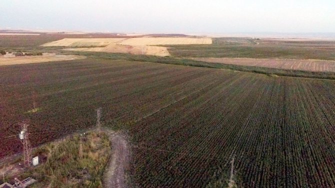 Çiftçinin ‘Beyaz Altın’ Mutluluğu