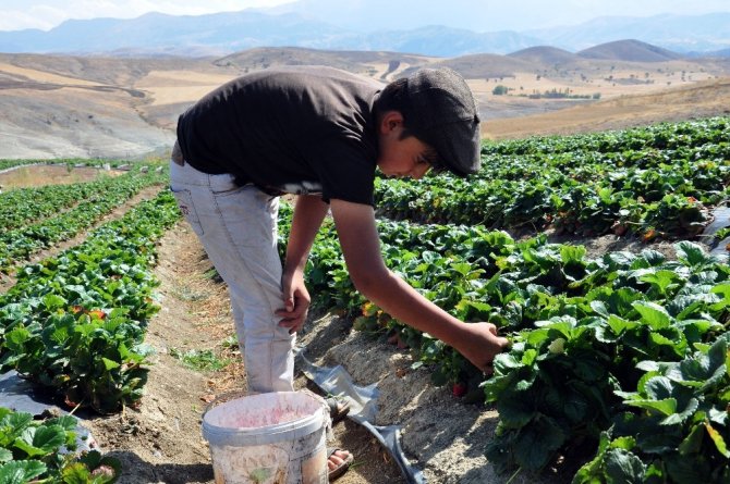 Yediveren Çileği, Çiftçinin Yüzünü Güldürdü
