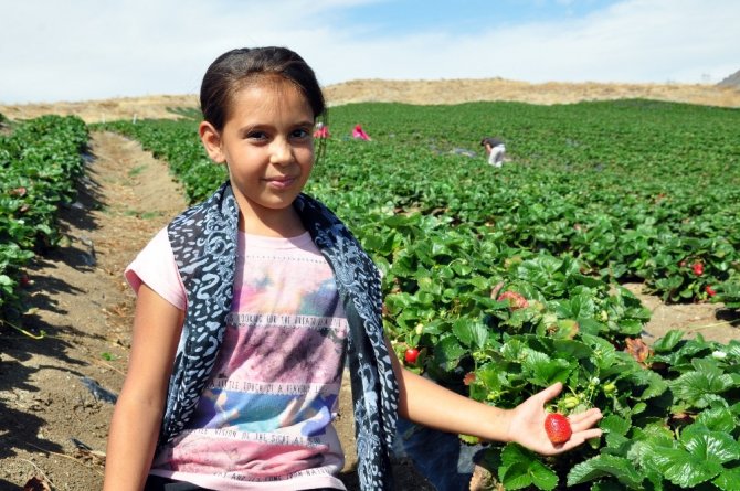 Yediveren Çileği, Çiftçinin Yüzünü Güldürdü
