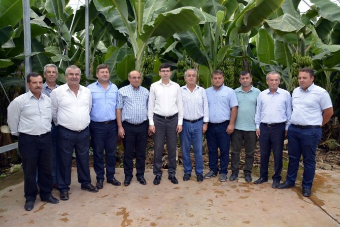 Seydikemer’de Yılın İl Muz Hasadı Yapıldı