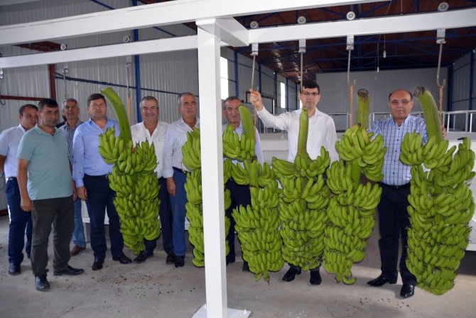 Seydikemer’de Yılın İl Muz Hasadı Yapıldı