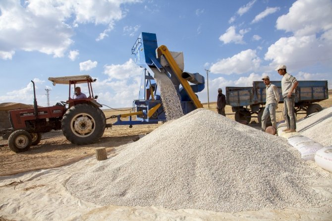 Anadolu’da Kuru Fasulye Bereketi