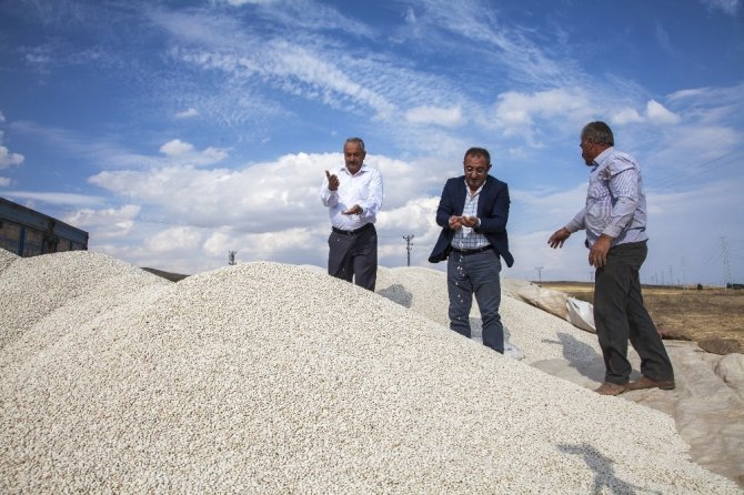 Anadolu’da Kuru Fasulye Bereketi