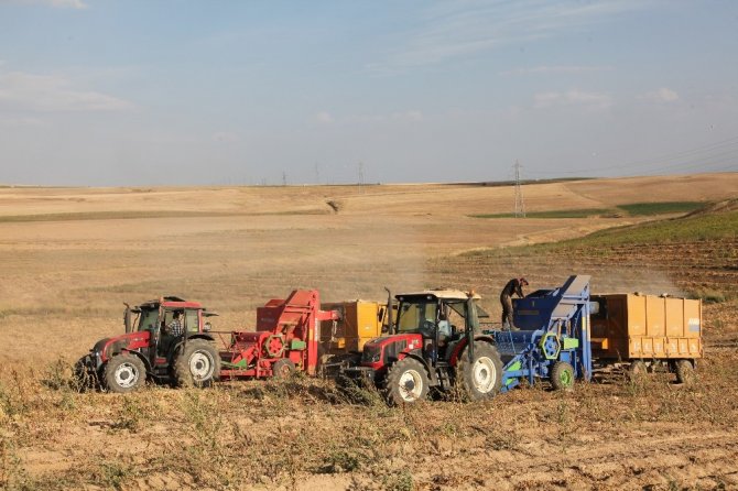Anadolu’da Kuru Fasulye Bereketi