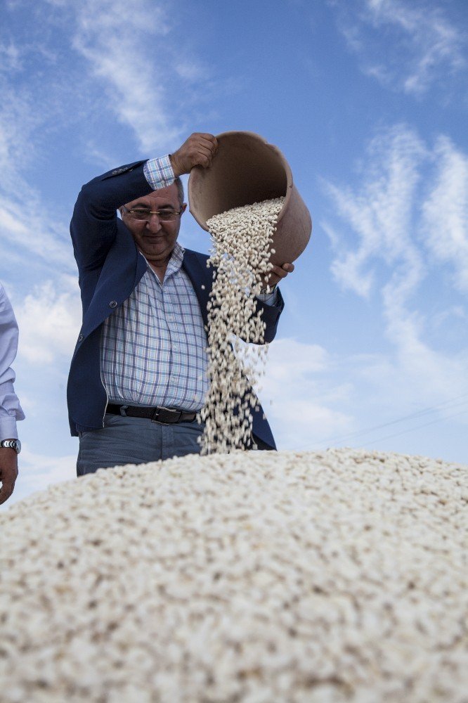 Anadolu’da Kuru Fasulye Bereketi