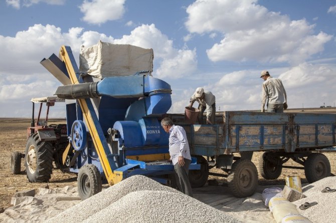 Anadolu’da Kuru Fasulye Bereketi