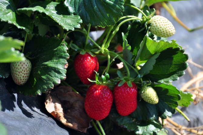 Yediveren Çileği, Çiftçinin Yüzünü Güldürdü