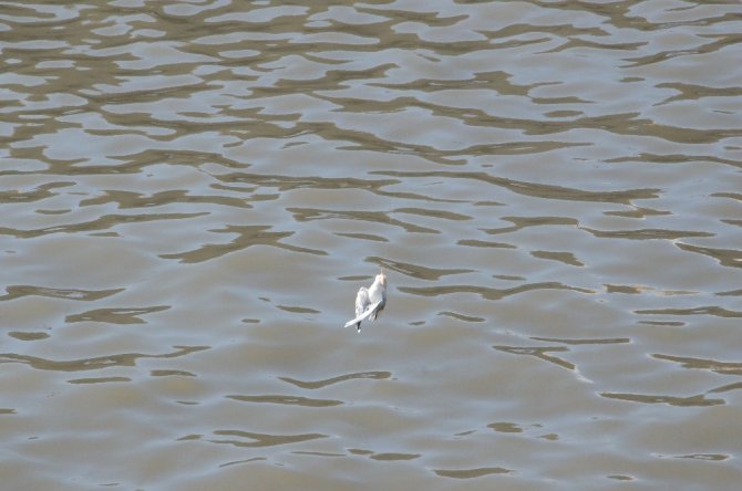 Oltanın Kancası Martıyı Öldürdü