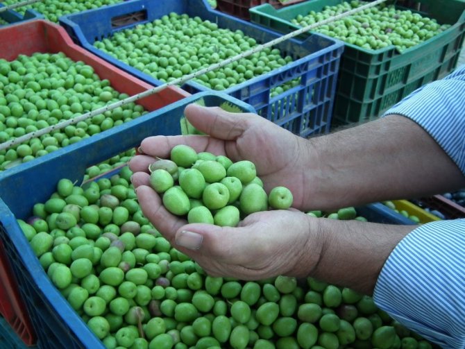 İngilizler Yeşil Zeytine El Attı