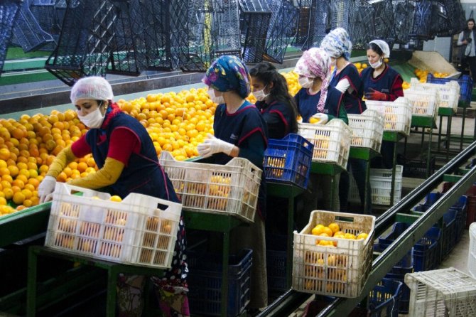 Ege Narenciye Rekoltesinde Düşüş Bekleniyor