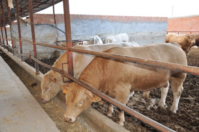 Ergüç: "Karkas Et İthalatı Besiciyi Zor Duruma Soktu"