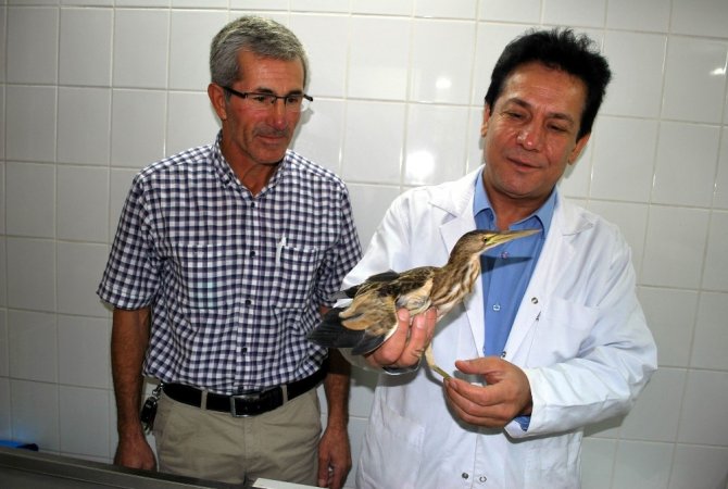 Yaralı Balaban Kuşu Tedavi Altına Alındı