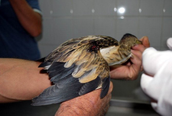 Yaralı Balaban Kuşu Tedavi Altına Alındı