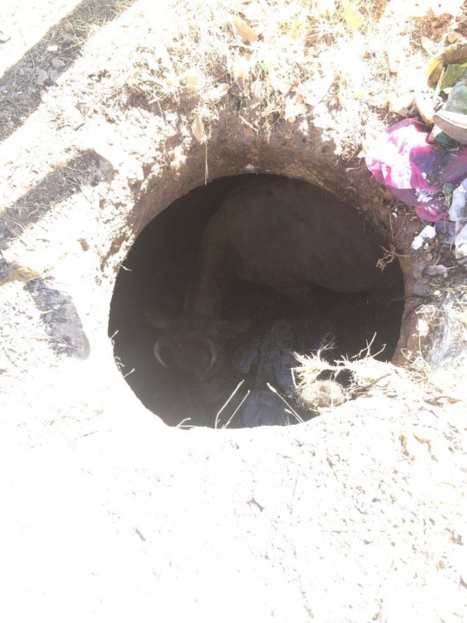 Kuyuya Düşen İneği İtfaiye Kurtardı