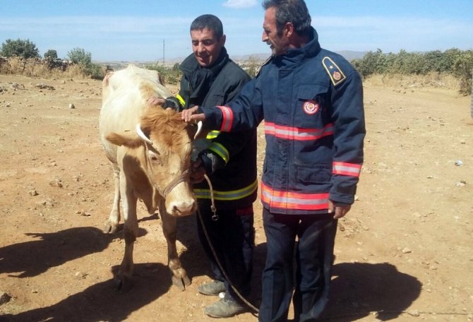 Kuyuya Düşen İneği İtfaiye Kurtardı