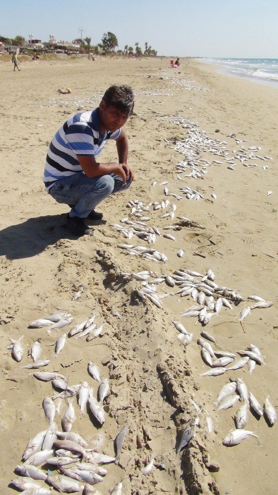 Yüzlerce Balık Karaya Vurdu