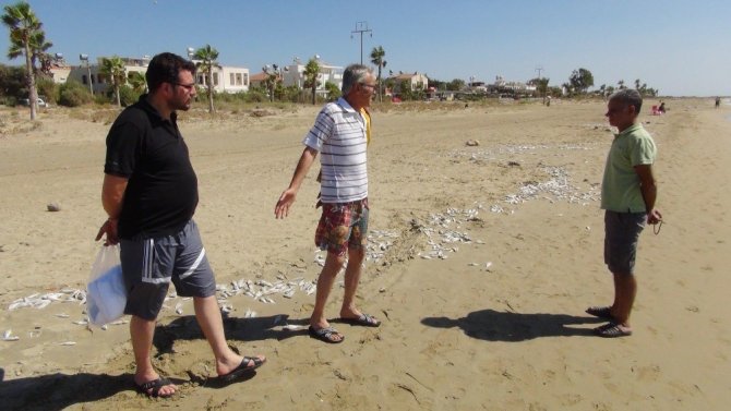 Yüzlerce Balık Karaya Vurdu