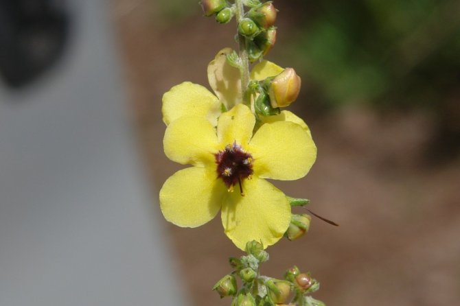 Van Yyü, Muş’ta Yeni Bitki Türü Keşfetti