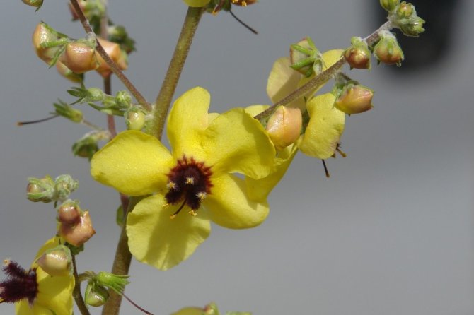 Van Yyü, Muş’ta Yeni Bitki Türü Keşfetti