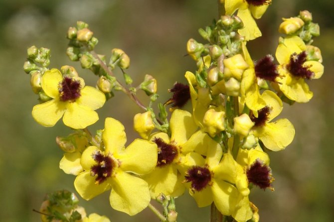 Van Yyü, Muş’ta Yeni Bitki Türü Keşfetti