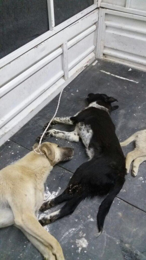 4 Ekim Dünya Hayvanları Koruma Günü’nde Yürek Sızlatan Olay