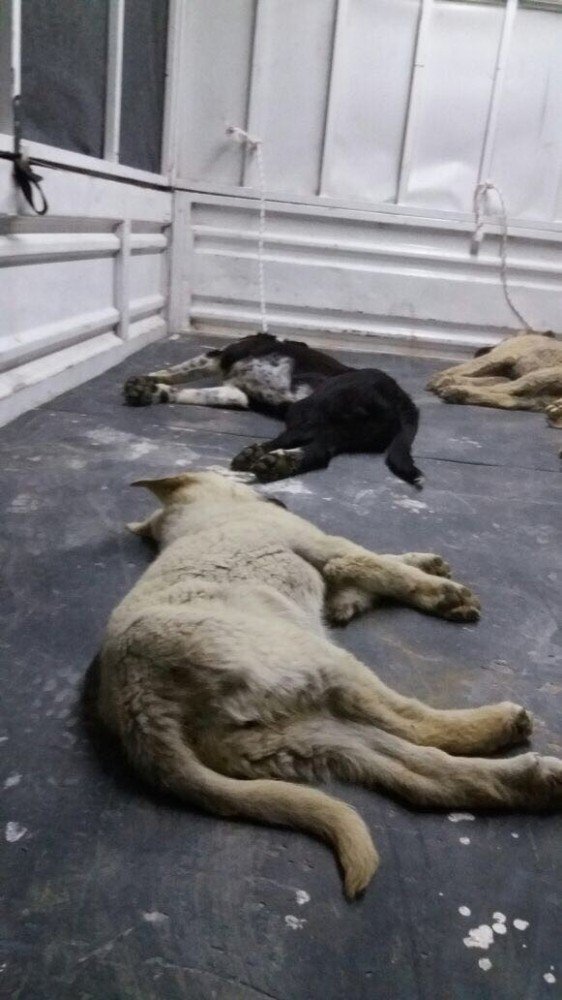 4 Ekim Dünya Hayvanları Koruma Günü’nde Yürek Sızlatan Olay