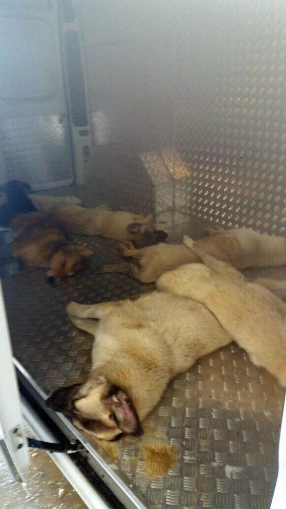 4 Ekim Dünya Hayvanları Koruma Günü’nde Yürek Sızlatan Olay