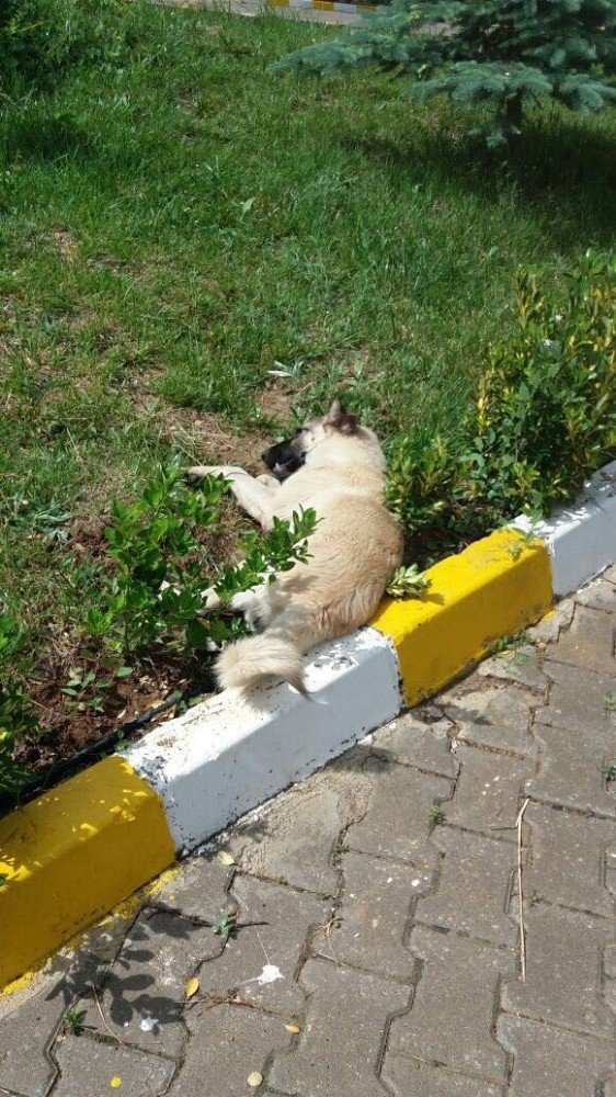 4 Ekim Dünya Hayvanları Koruma Günü’nde Yürek Sızlatan Olay