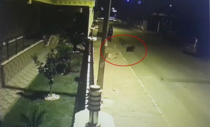 Antalya’da Köpeklerin Katledilmesi