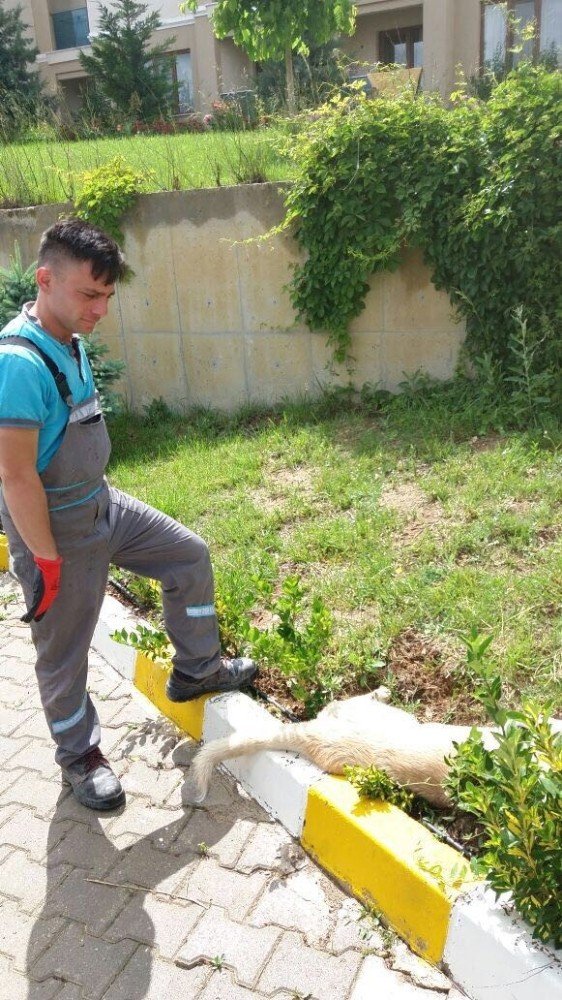 4 Ekim Dünya Hayvanları Koruma Günü’nde Yürek Sızlatan Olay