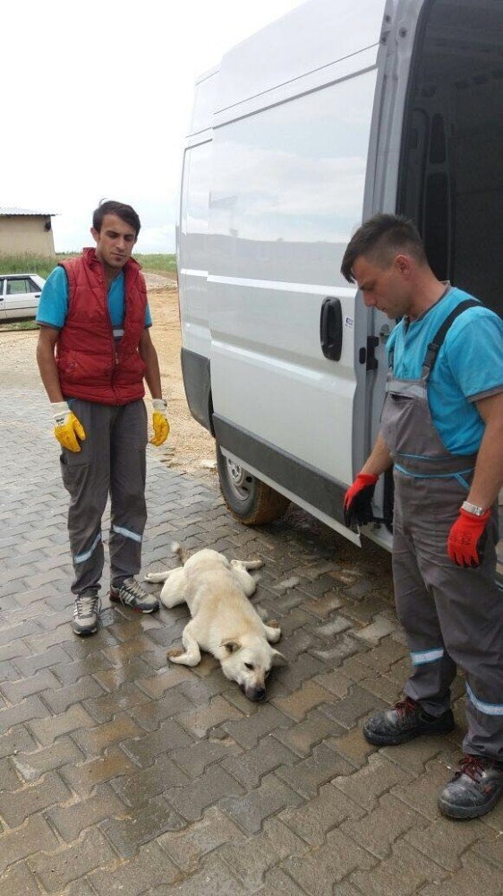 4 Ekim Dünya Hayvanları Koruma Günü’nde Yürek Sızlatan Olay