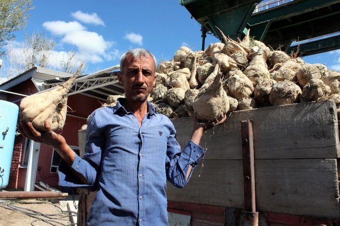 Pancar Üretimi Yüzde 110 Arttı, Son 10 Yılın Rekoru Kırıldı