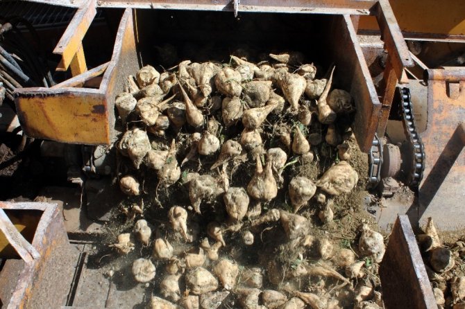 Pancar Üretimi Yüzde 110 Arttı, Son 10 Yılın Rekoru Kırıldı