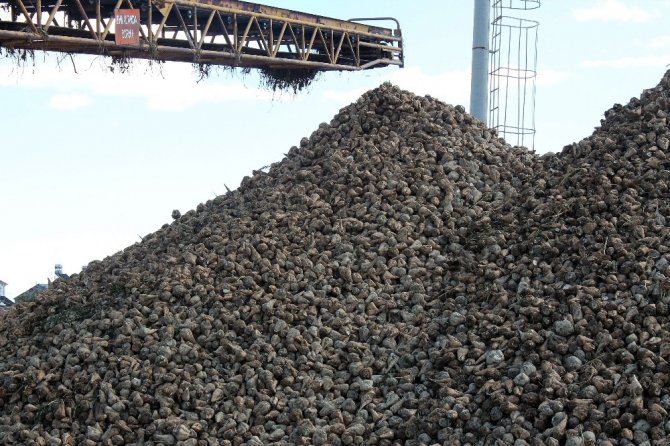 Pancar Üretimi Yüzde 110 Arttı, Son 10 Yılın Rekoru Kırıldı