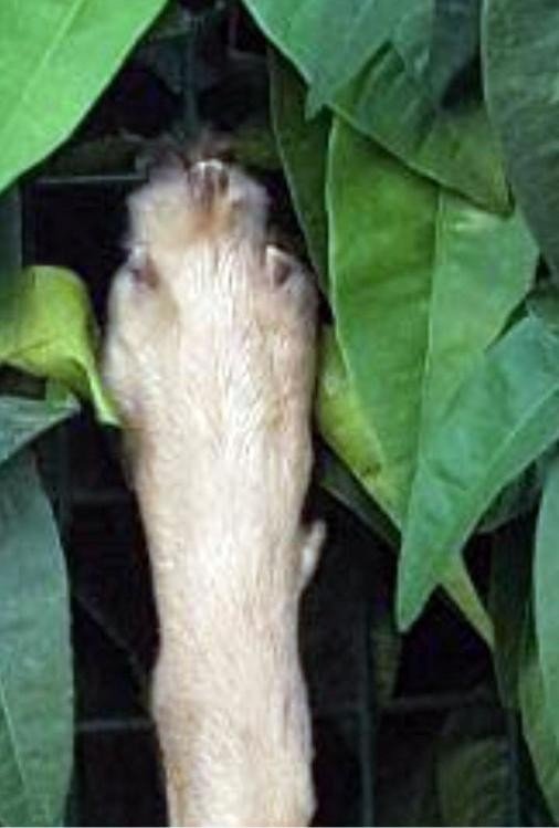 Antalya’da Köpeklerin Katledilmesi