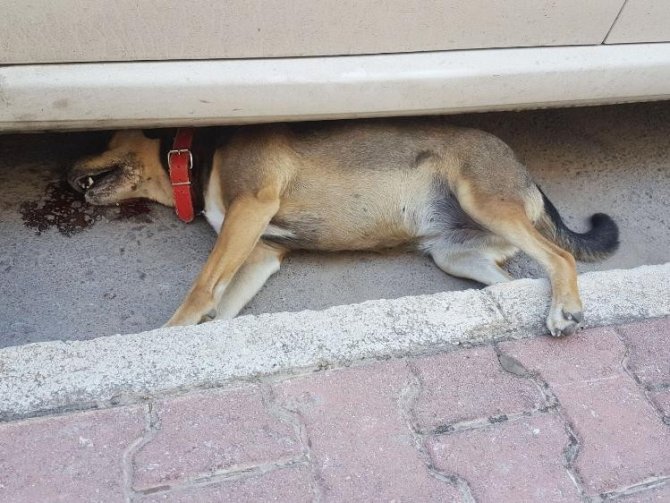 Antalya’da Köpeklerin Katledilmesi