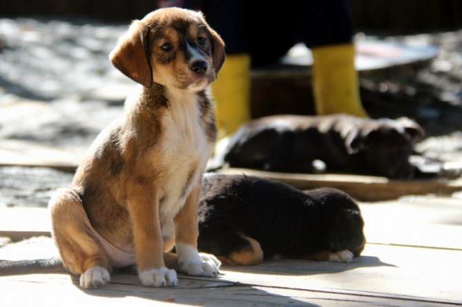4 Yılda 3 Bin Sokak Hayvanı Sahiplenildi