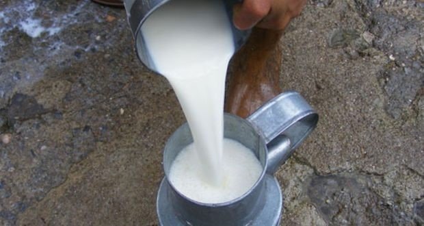 10 Kuruşluk Süt Zammı Besiciyi Tatmin Etmedi